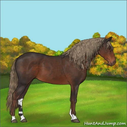 Horse Color:Liver Chestnut 