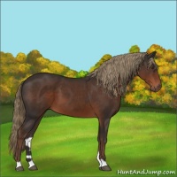 Horse Color:Liver Chestnut