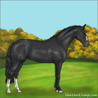 Horse Color:Black Appaloosa