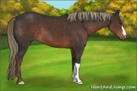 Horse Color:Liver Chestnut