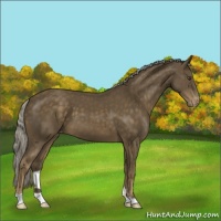 Horse Color:Chocolate Palomino Mushroom Appaloosa 