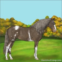 Horse Color:White Spotted Chocolate Palomino Appaloosa