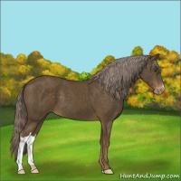 Horse Color:Chocolate Palomino Mushroom Varnish 