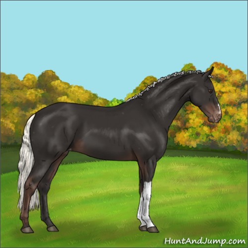 Horse Color:Liver Chestnut Mushroom Varnish