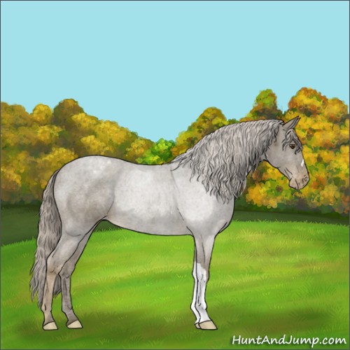 Horse Color:Chocolate Palomino Appaloosa 