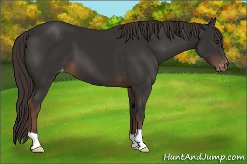Horse Color:Liver Chestnut Appaloosa 
