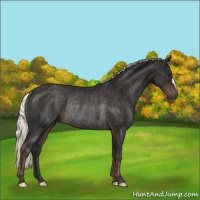 Horse Color:Liver Chestnut Mushroom Rabicano 