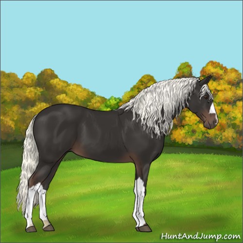 Horse Color:Liver Chestnut 