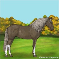 Horse Color:Chocolate Palomino 