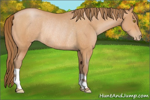 Horse Color:Bay Pearl Rabicano
