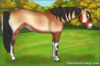 Horse Color:Bay Onyx Sabino 