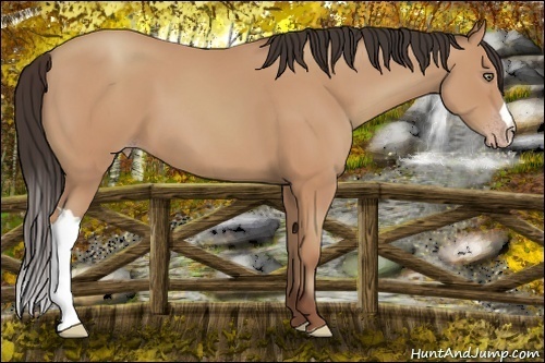 Horse Color:Amber Champagne 