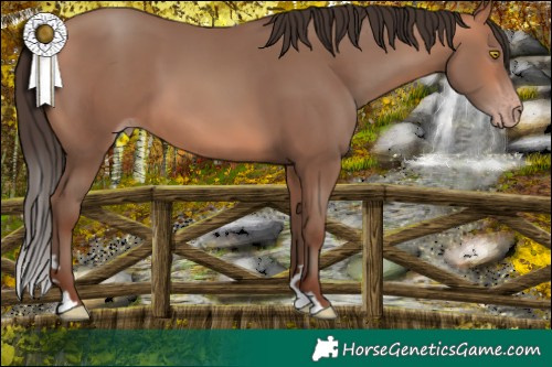 Horse Color:Amber Champagne 