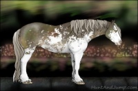 Horse Color:Chocolate Palomino Sabino Splash 