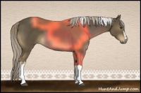 Horse Color:White Spotted Chocolate Palomino Tobiano 