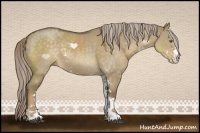 Horse Color:Chocolate Palomino Dun Sabino 