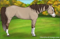 Horse Color:Liver Red Dun Splash 