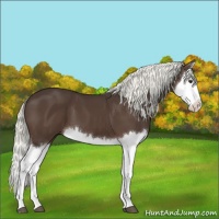 Horse Color:Liver Chestnut Splash 