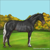 Horse Color:Liver Chestnut Mushroom Appaloosa Rabicano