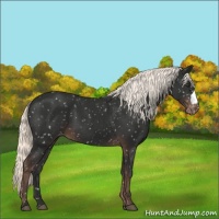 Horse Color:Liver Chestnut Mushroom Snowflake Varnish 