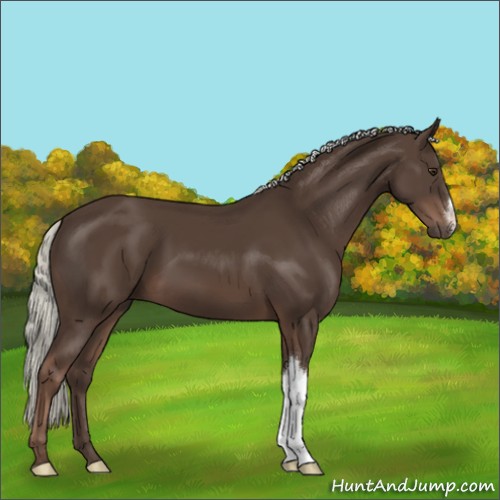Horse Color:Liver Chestnut Mushroom