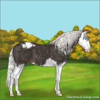 Horse Color:Liver Chestnut Splash Appaloosa 