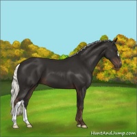 Horse Color:Liver Chestnut Mushroom 