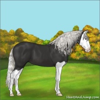 Horse Color:Liver Chestnut Splash 