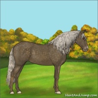 Horse Color:Chocolate Palomino Appaloosa 