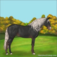 Horse Color:Liver Chestnut Mushroom Varnish