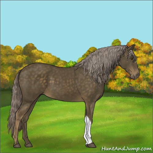 Horse Color:Chocolate Palomino 