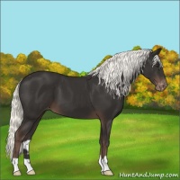 Horse Color:Liver Chestnut Mushroom Varnish 