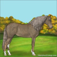 Horse Color:Chocolate Palomino
