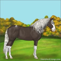 Horse Color:Liver Chestnut Mushroom Splash Varnish 