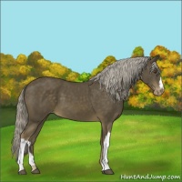 Horse Color:Chocolate Palomino Mushroom Varnish