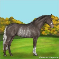 Horse Color:Liver Chestnut Mushroom Varnish Rabicano