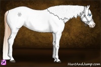 Horse Color:Red Dun Splash Appaloosa 