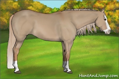 Horse Color:Red Dun Splash 