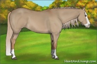 Horse Color:Red Dun Splash 