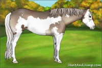 Horse Color:Silver Blue Onyx Splash Frame 