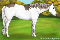 Horse Color:Silver Blue Onyx Splash
