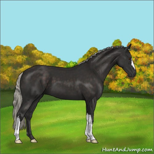Horse Color:Liver Chestnut Mushroom 