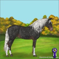 Horse Color:Liver Chestnut Appaloosa