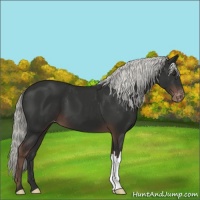 Horse Color:Liver Chestnut Mushroom Varnish 
