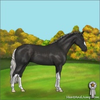 Horse Color:Liver Chestnut Mushroom 