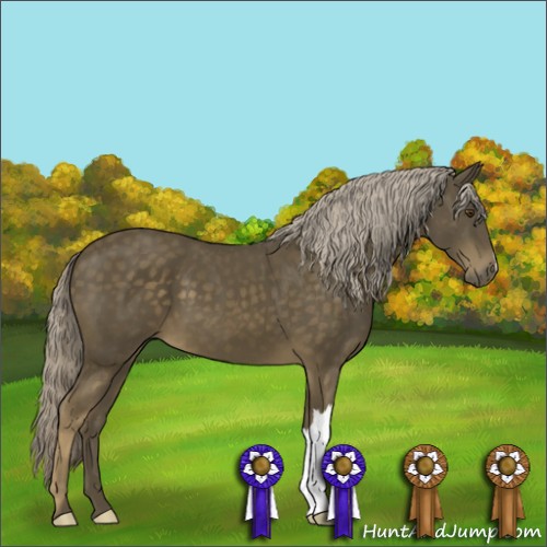 Horse Color:Chocolate Palomino 