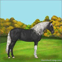 Horse Color:Liver Chestnut Mushroom Varnish 