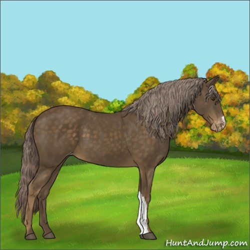 Horse Color:Chocolate Palomino Appaloosa 