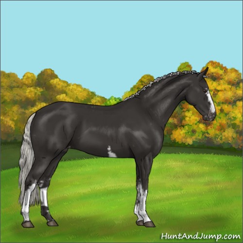 Horse Color:White Spotted Liver Chestnut Mushroom Appaloosa 
