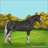 Horse Color:White Spotted Liver Chestnut Mushroom Appaloosa